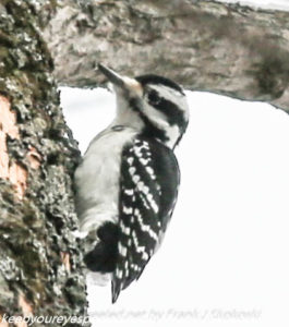 hairy or downy woodpecker on tree limb 