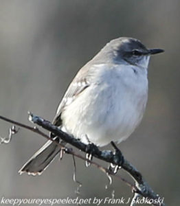 mockingbird on branch