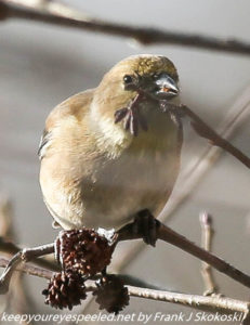 male goldfinch in winter plumage 