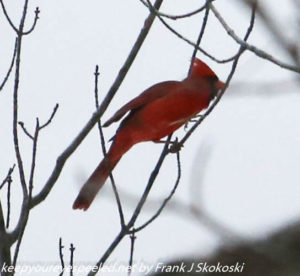 male cardinal in tree 