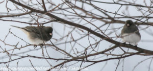 northern juncos in tree 