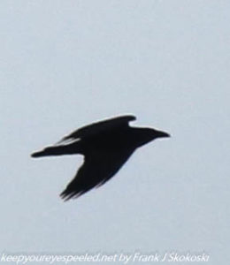 crow in flight 
