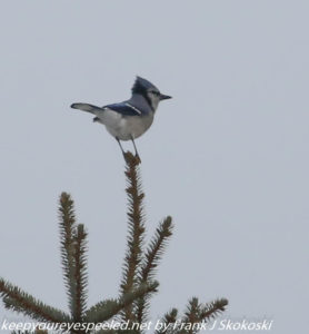 blue jay perched on tree top 