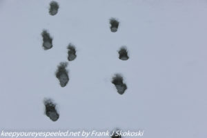 possibly coyote tracks in the snow 
