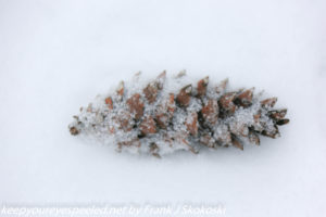 pine cone covered in snow 