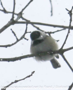 black-capped chickadee in tree