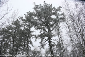 pitch pine in snow 
