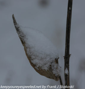 snow covered milkweed pod 
