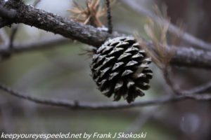 snow on pine cone 