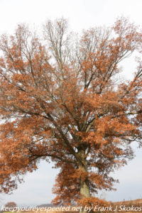 large red oak tree