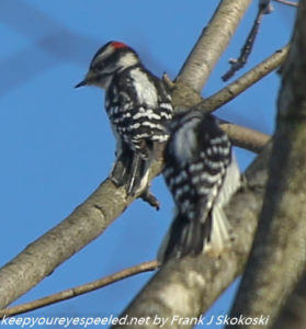 hairy woodpeckers in tree branches