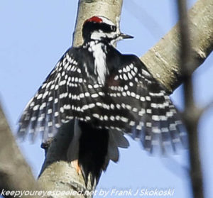 hairy woodpecker with extended wings