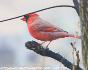 male cardinal on tree branch