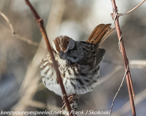 song sparrow on branch 