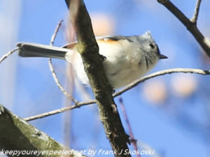 tufted titmouse in tree