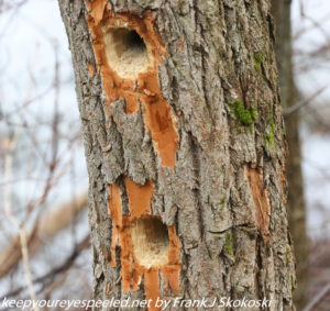 holes in tree trunk made be woodpeckers