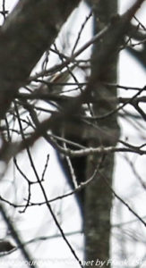 pileated woodpecker 