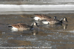 canada geese on Lehigh River 