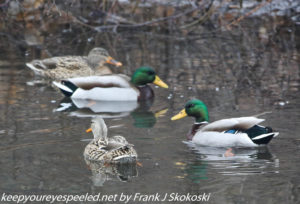 mallard ducks on canal