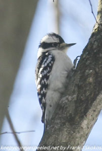 woodpecker in tree 
