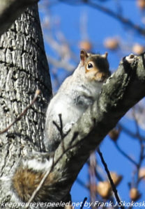 gray squirrel in tree