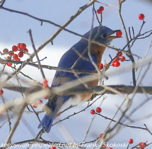 blue bird eating winterberry 