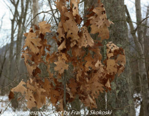 brown oak leaves 