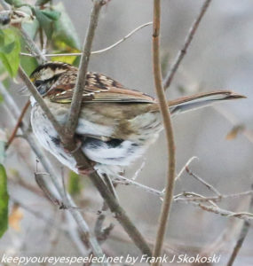 sparrow in branches