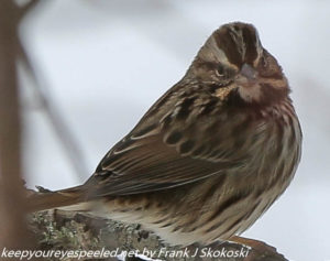 song sparrow on branch