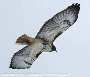 red tailed hawk in flight 