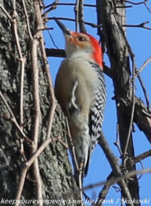 red bellied woodpecker on tree 