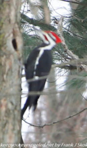 pileated woodpecker on tree trunk 