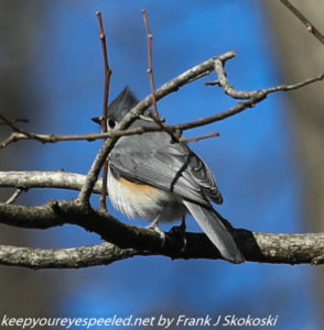 tufted titmouse on tree branch 