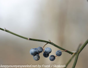 bluish berries on vine 