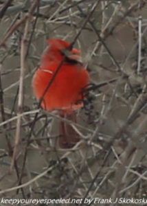 cardinal in tree branches 