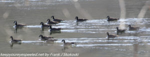 Canada geese on river 