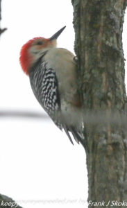 red bellied woodpecker on tree branch