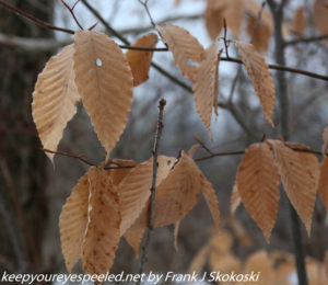 beech leaves 