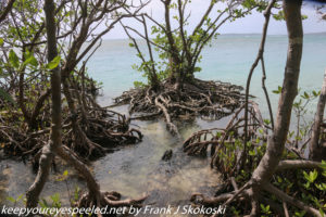 mangrove trees along beach 