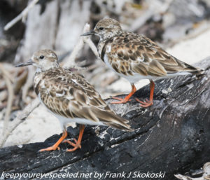 sandpipers on a log 