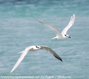 terns in flight 