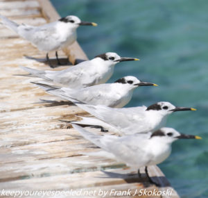terns in a row on pier 