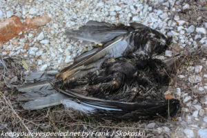 dead turkey vulture 