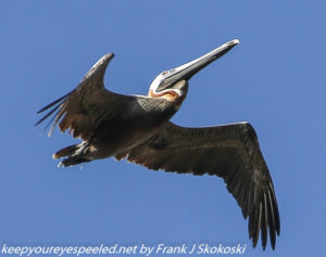 brown pelican in flight 