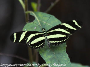striped butterfly on leaf