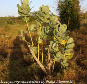 milkweed like plant Guanica dry forest 