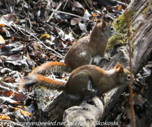 pair of red squirrels 