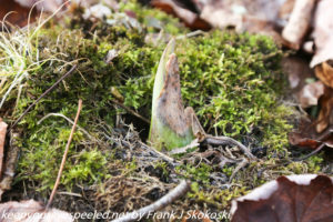 skunk cabbage sprouting 