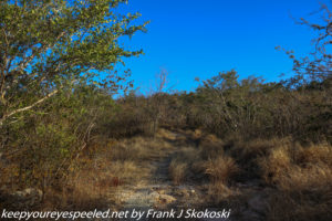 shrubs and trees in dry forest 