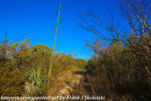 shrubs and trees on ballena trail 